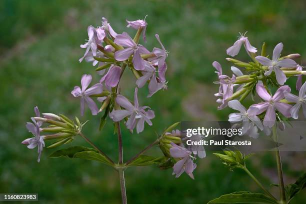 saponaria officinalis (common soapwort, bouncing-bet, crow soap, wild sweet william, soapweed) - saponaria stock pictures, royalty-free photos & images