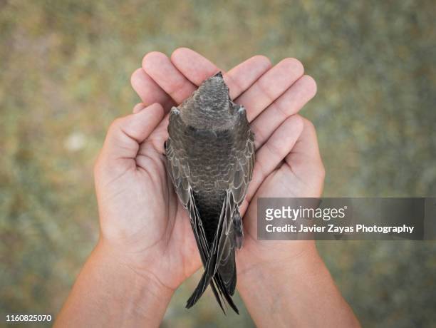 swift in the hands - animal protection stock pictures, royalty-free photos & images