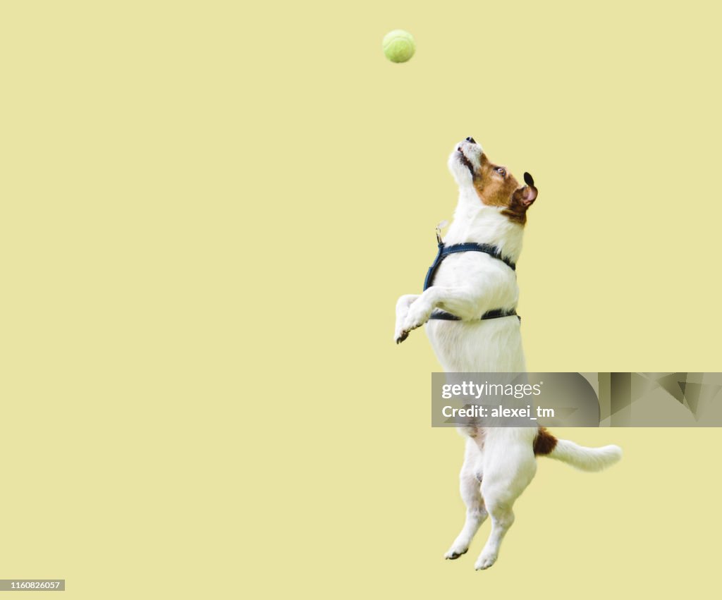 Jack Russell Terrier dog jumping straight up against yellow wall to catch tennis ball