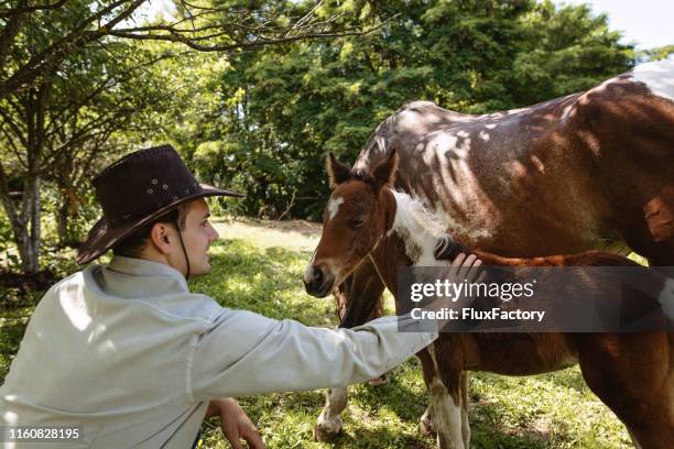 cheerful horse breeder stroking a foal - foap stock pictures, royalty-free photos & images