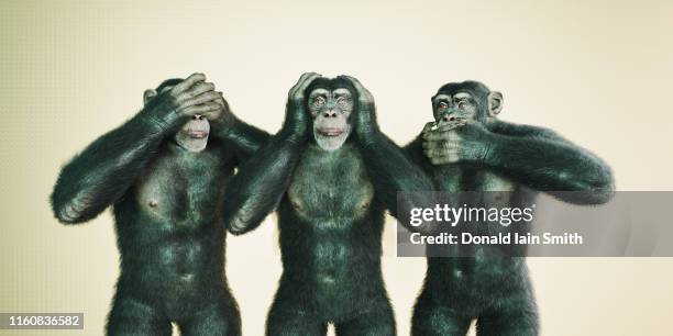 chimp series: see hear speak no evil - see no evil stock pictures, royalty-free photos & images