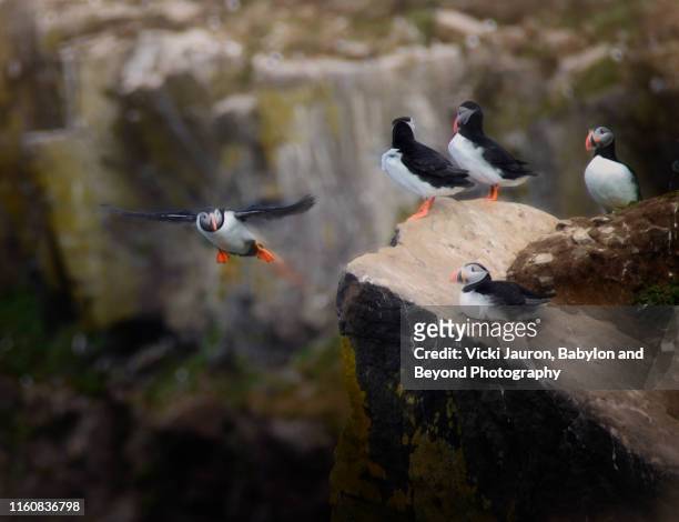 artistic view of atlantic puffin at grimsey island, iceland - icelands grimsey island photos et images de collection