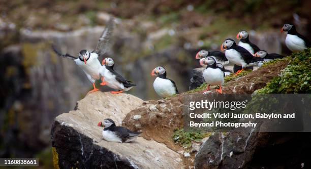 atlantic puffins on the cliffside at grimsey island, iceland - icelands grimsey island photos et images de collection