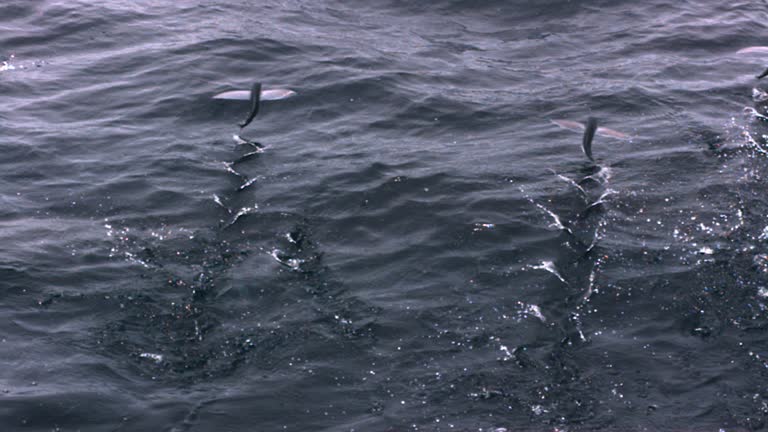 Flying Fish Launch Flying Fish Videos and HD Footage - Getty Images