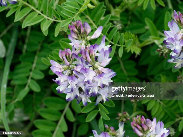 detail of alpine milkvetch (astragalus alpinus) flowering at alpe piora - astragalus stock pictures, royalty-free photos & images