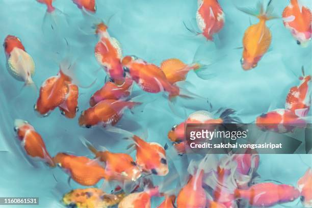 colourful tropical fish in tank aquarium, thailand - fish painting stock pictures, royalty-free photos & images