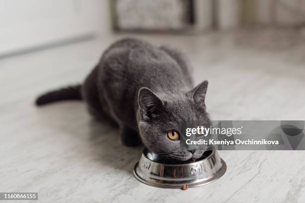 british cat eating food from a bowl on the floor - cat eating stock pictures, royalty-free photos & images