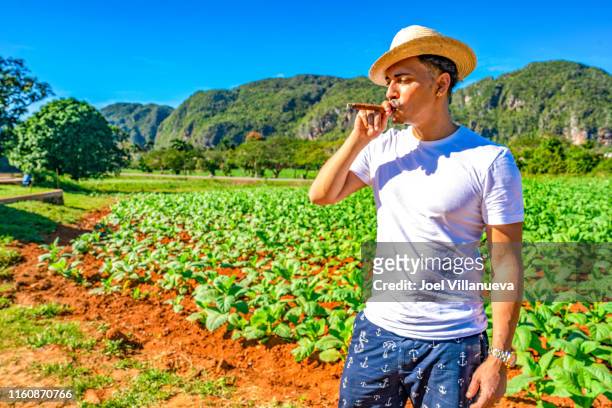 man smoking a cigar in a tobacco farm in cuba. - viñales cuba stock pictures, royalty-free photos & images