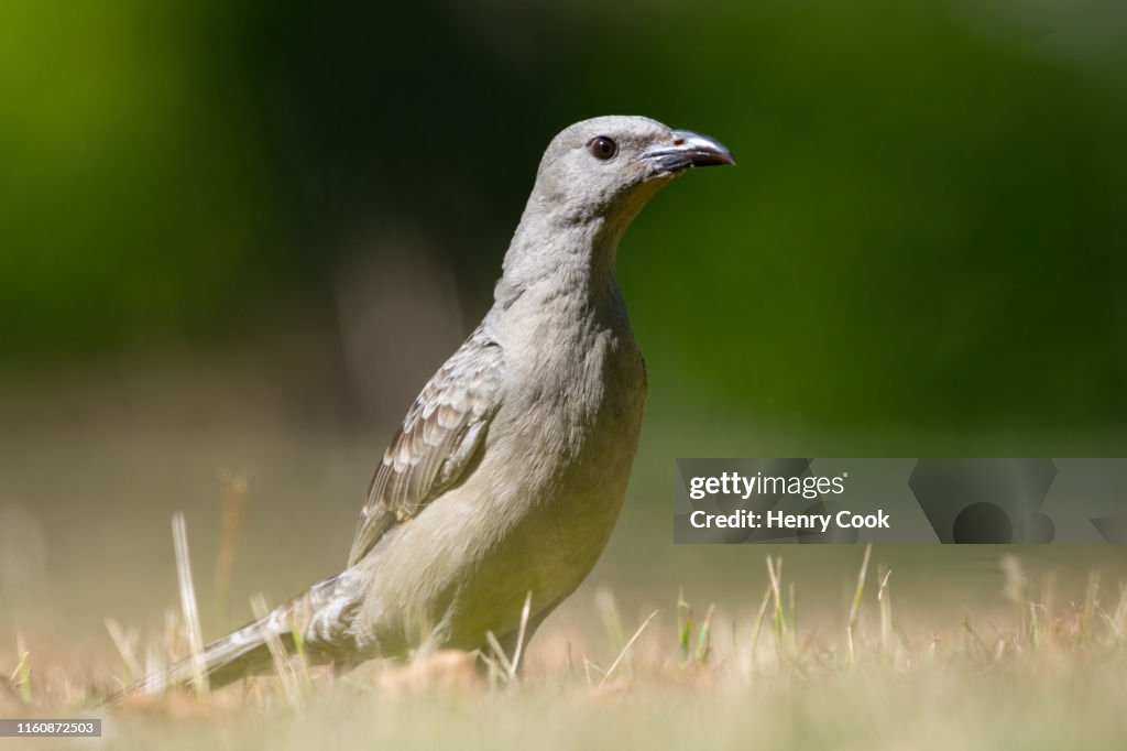 Great Bowerbird (female)