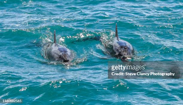 dolphins - bay of islands new zealand stock pictures, royalty-free photos & images