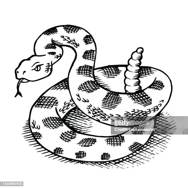 sketch of a coiled rattlesnake ready to strike - rattlesnake stock illustrations