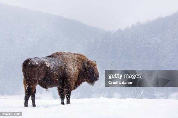 bison or aurochs in winter season in there habitat. beautiful snowing - bison stock-fotos und bilder
