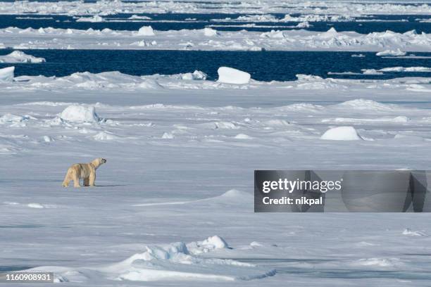 ours polaire marchant sur la banquise à svalbard - pole nord photos et images de collection
