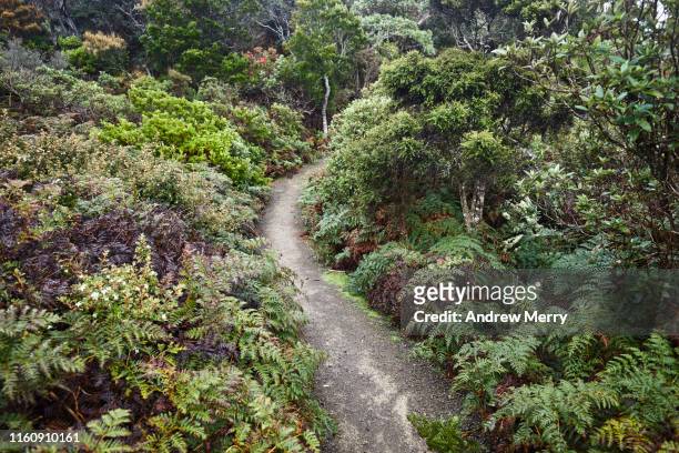 footpath through lush green forest - andrew eldritch stock-fotos und bilder