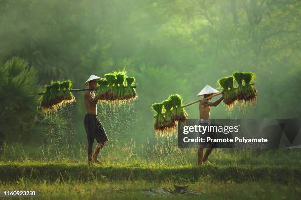 asian two farmers grow rice in the rainy season. they were soaked with water and mud to be prepared for planting. - rice paddy stockfoto's en -beelden