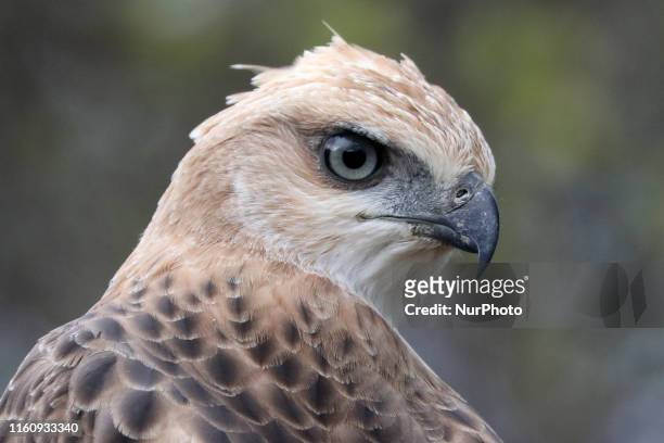 Crested Hawk-eagle or Changeable Hawk-eagle is seen at Yala National Park , some 260kms Southeast of capital Colombo on August 10, 2019. Yala...