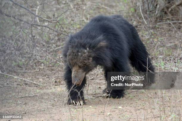 Sloth Bear is seen at Yala National Park , some 260kms Southeast of capital Colombo on August 10, 2019. Yala National Park is the second-largest and...