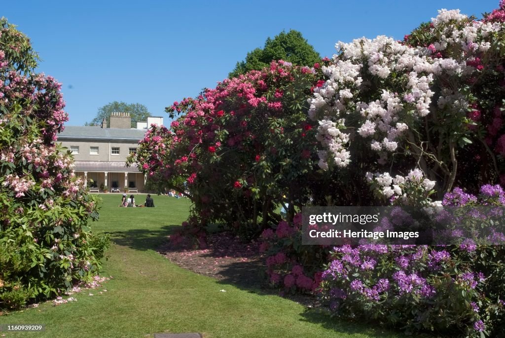 Rhododendrons