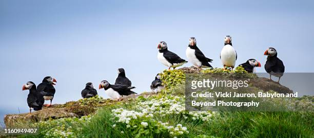 line up of atlantic puffin at grimsey island, iceland - icelands grimsey island photos et images de collection