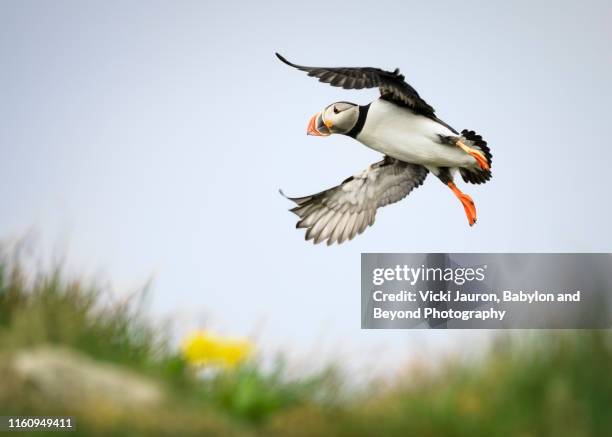 atlantic puffin in funny flight at grimsey island, iceland - puffin stock pictures, royalty-free photos & images