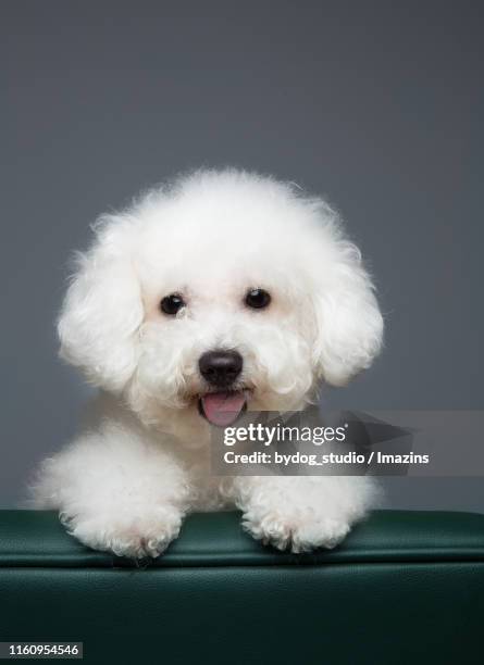 bichon frise, studio shot - bichon frise stock pictures, royalty-free photos & images