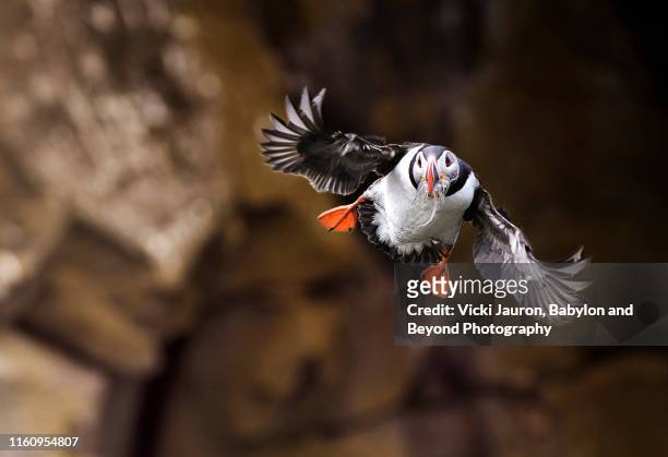 atlantic puffin coming in for landing at grimsey island, iceland - icelands grimsey island photos et images de collection
