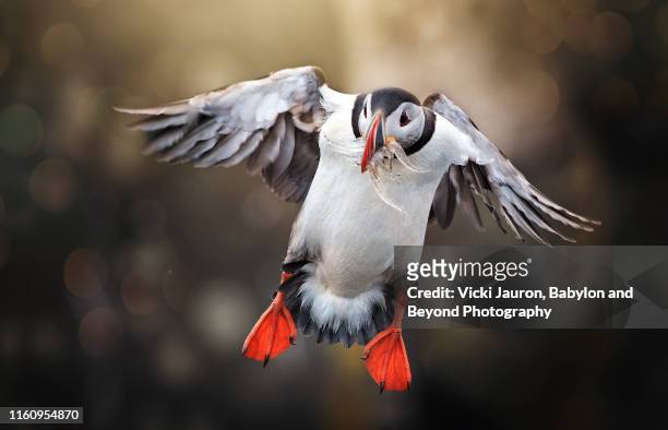 atlantic puffin landing with wings back and eels in mouth at grimsey island, iceland - icelands grimsey island photos et images de collection