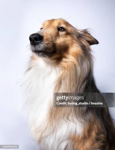 shetland sheepdog, studio shot - majestic dog stock pictures, royalty-free photos & images