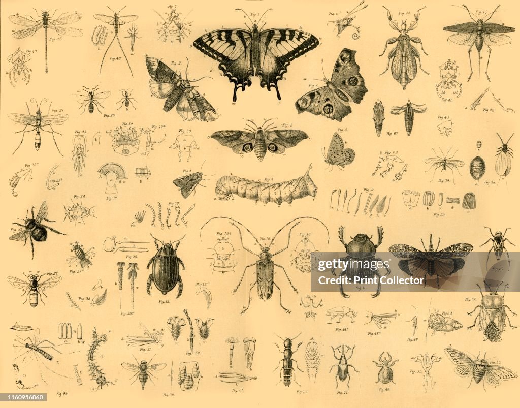 90s Insect Insects', circa 1910. Insects, invertebrates with exoskeletons, are ...