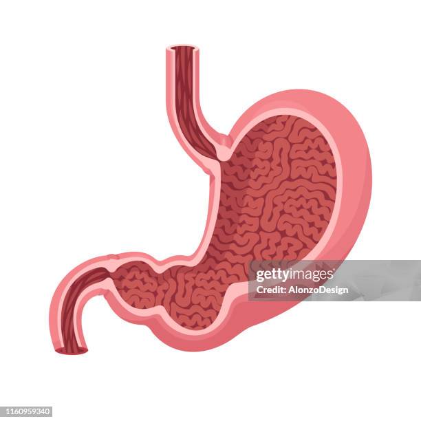 illustrations, cliparts, dessins animés et icônes de vecteur humain d'estomac - digestive system