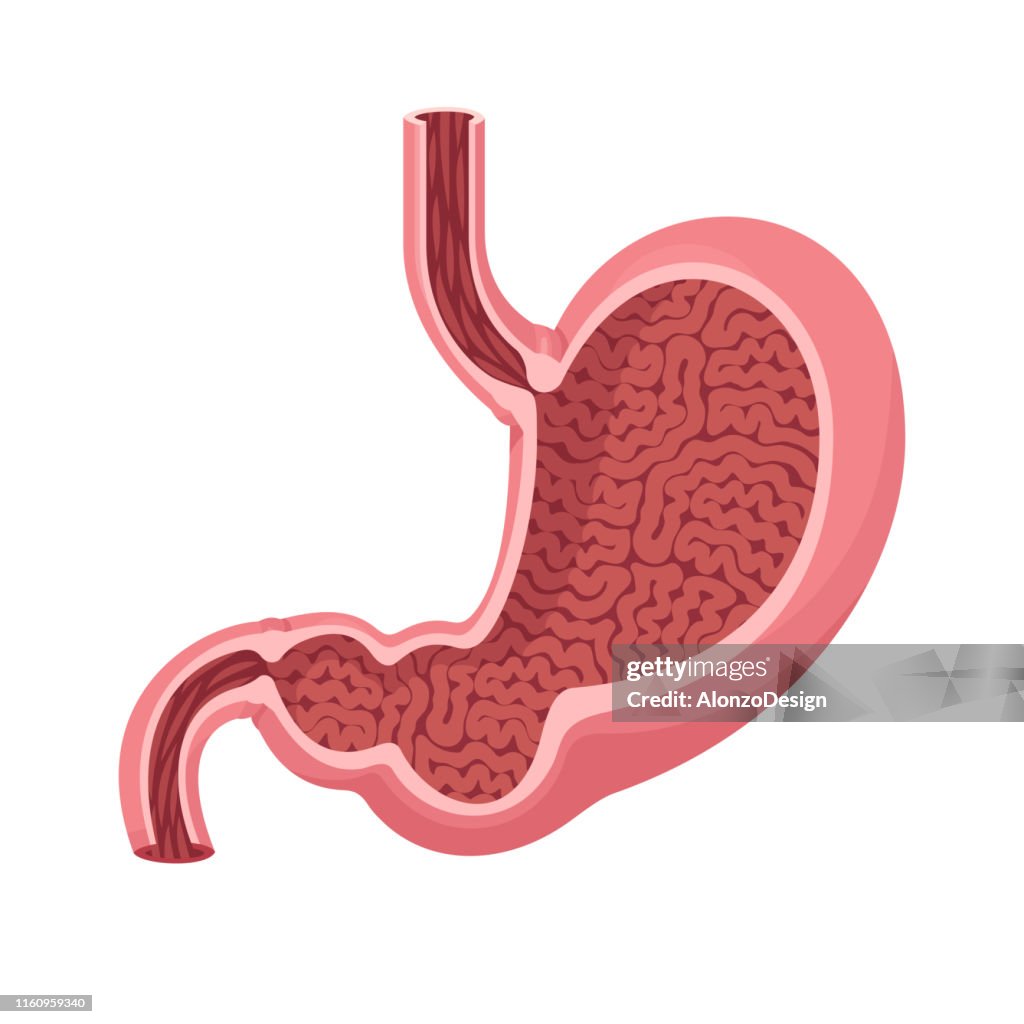 Human stomach vector