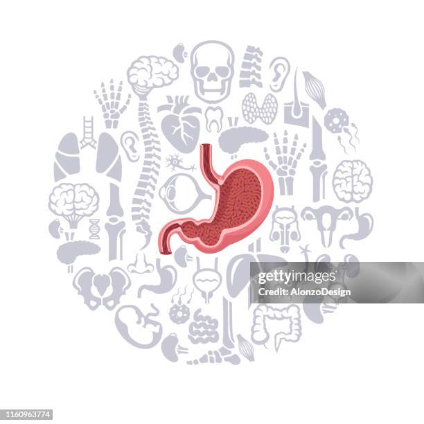 human stomach vector - thyroid stock illustrations