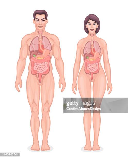 human internal organs diagram - abdomen diagram stock illustrations