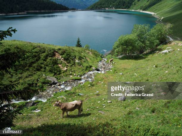 two cows on alpine pasture at alpe piora with lago ritom in the background - wild cattle stock-fotos und bilder