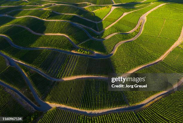 vineyards - patterns in nature fotografías e imágenes de stock