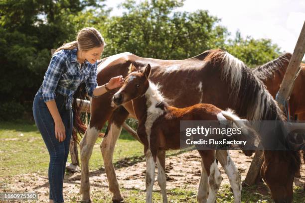 彼女の新生児のマーレを飼うカ��ウガール - breeder ストックフォトと画像