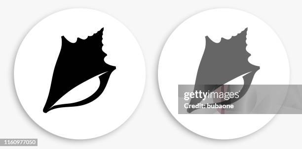 conch shell black and white round icon - conch stock illustrations