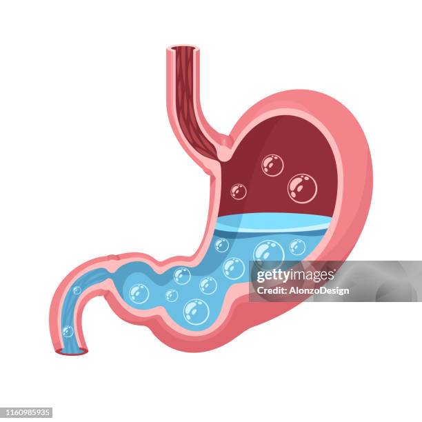 ilustrações de stock, clip art, desenhos animados e ícones de stomach vector - barriga