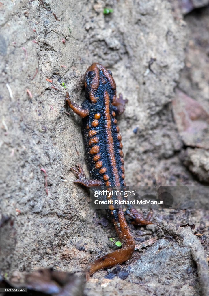 Emperor Newt