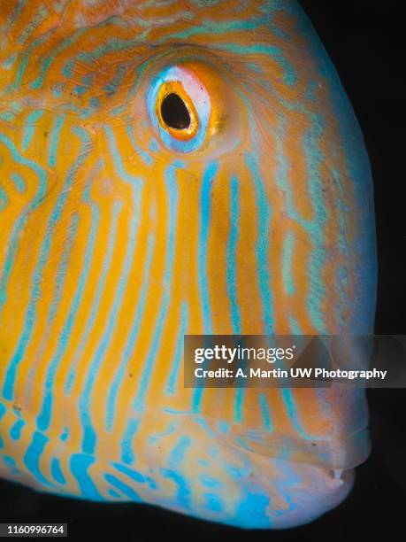 Razor Fish Design Fish Tattoo Designs Photos and Premium High Res Pictures - Getty Images