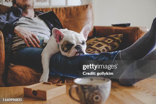 Man spending a lazy afternoon with his dog, a French Bulldog Man spending a lazy afternoon with his dog, a French Bulldog