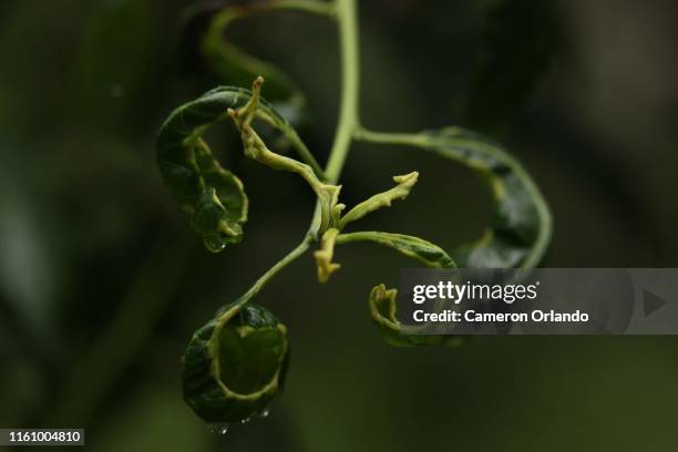 curled leaf - curled up stock pictures, royalty-free photos & images