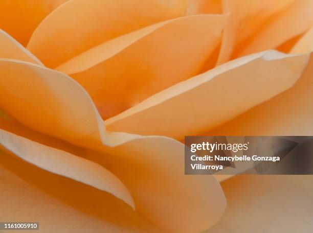 abstract petals of a rose - peach rose bildbanksfoton och bilder