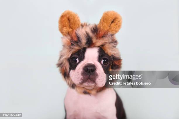 cute puppy with leopard hat - bontmuts stockfoto's en -beelden