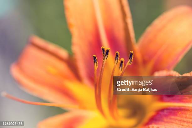 orange lily - extreme close up - anther stock pictures, royalty-free photos & images