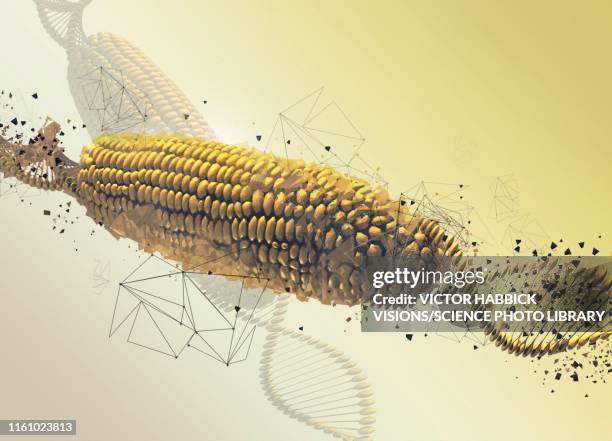 gm corn cob, illustration - genetic modification stock-grafiken, -clipart, -cartoons und -symbole