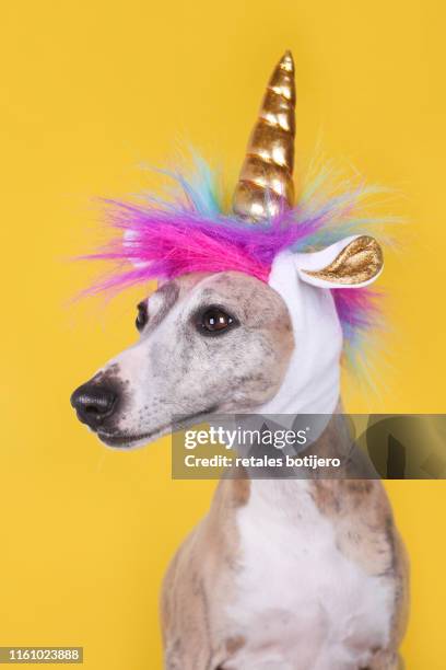 funny dog with unicorn hat - greyhounds stock pictures, royalty-free photos & images