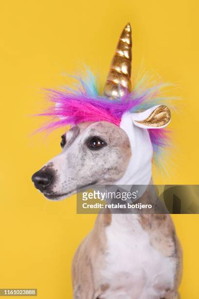 696 bilder, fotografier och illustrationer med Unicorn Funny - Getty Images