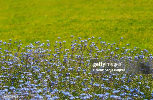 foeld of flowers forget-me-not - myosotis arvensis stock pictures, royalty-free photos & images