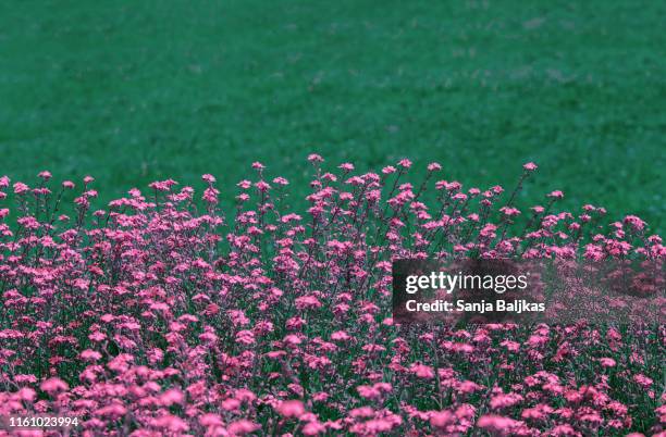 field of pink flowers forget-me-not - myosotis arvensis stock pictures, royalty-free photos & images